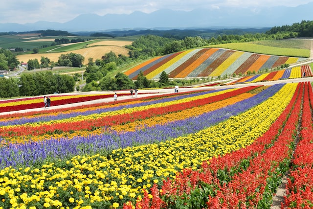 rolling hills covered with colourful flowers